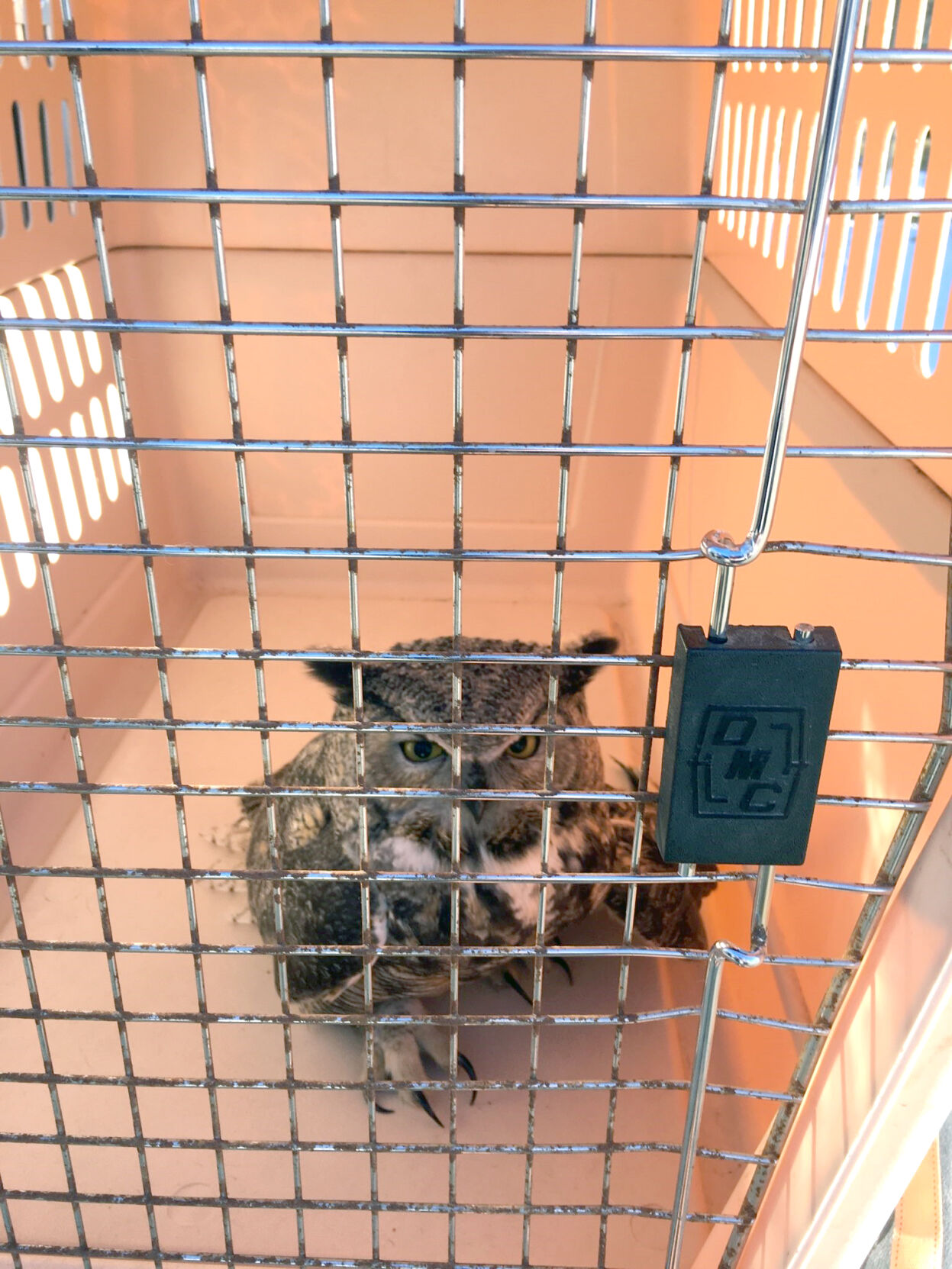 owl